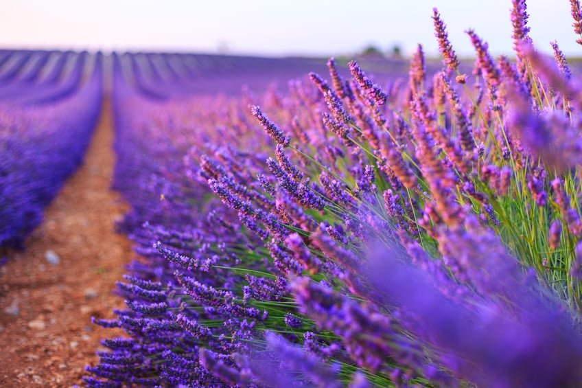 Lavender